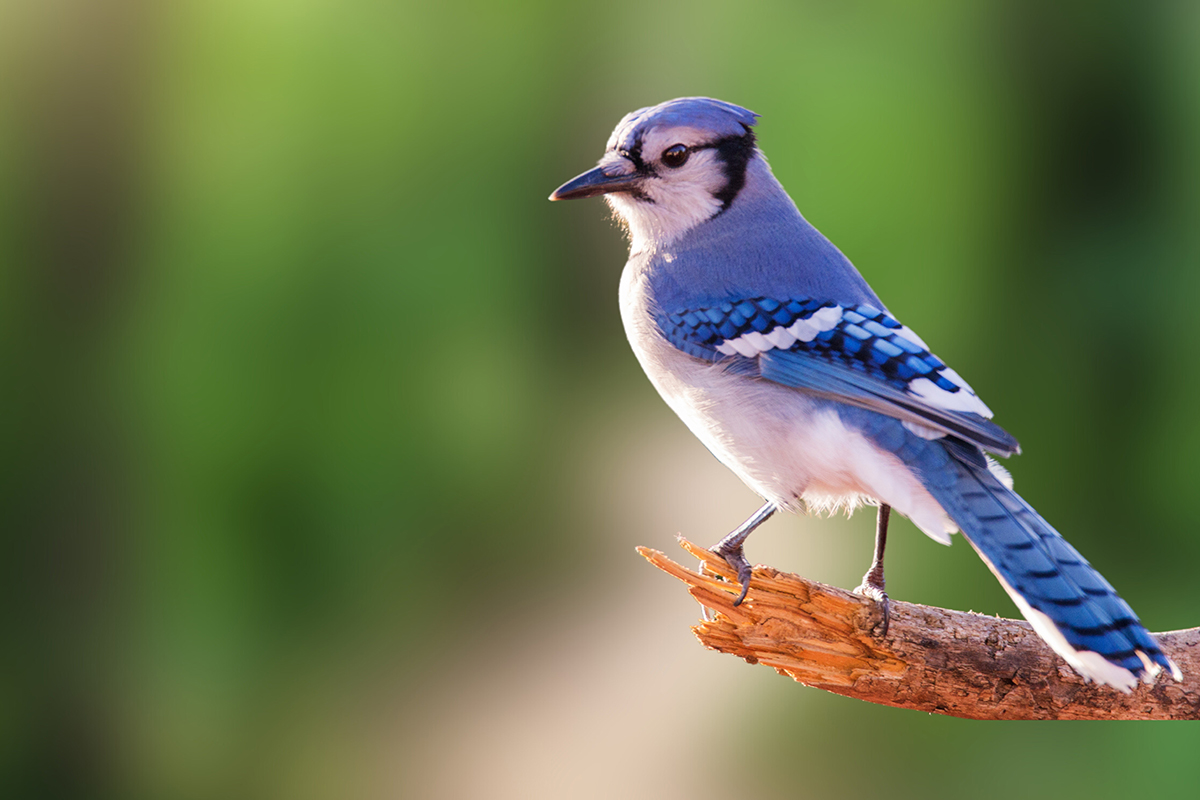 A blue jay sits on a broken tree branch.