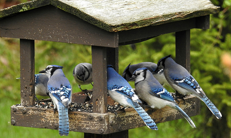 how-to-bring-blue-jays-to-your-backyard