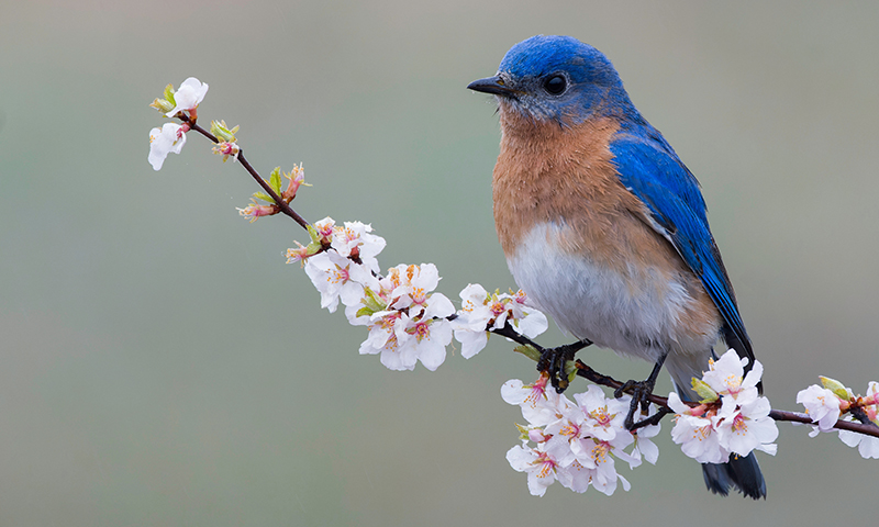 eastern-bluebird