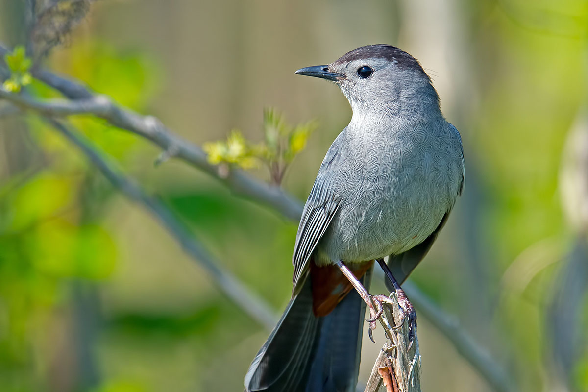 Gray catbird perched regally on a branch. 