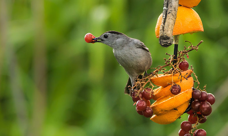 how-to-bring-catbirds-to-your-backyard