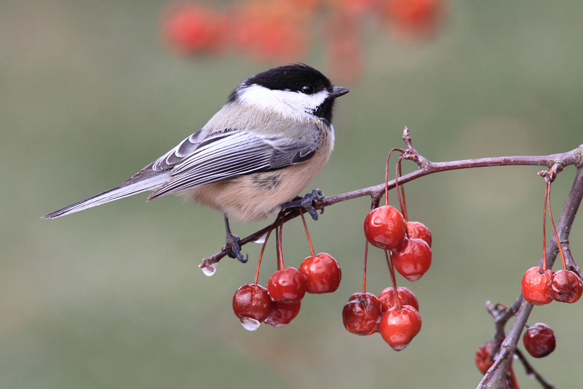 Black-capped chickadee perched on a branch with red berries. 