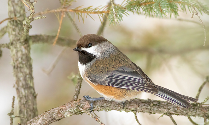 boreal-chickadee
