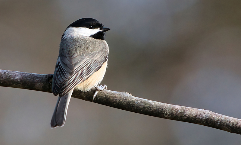 carolina-chickadee