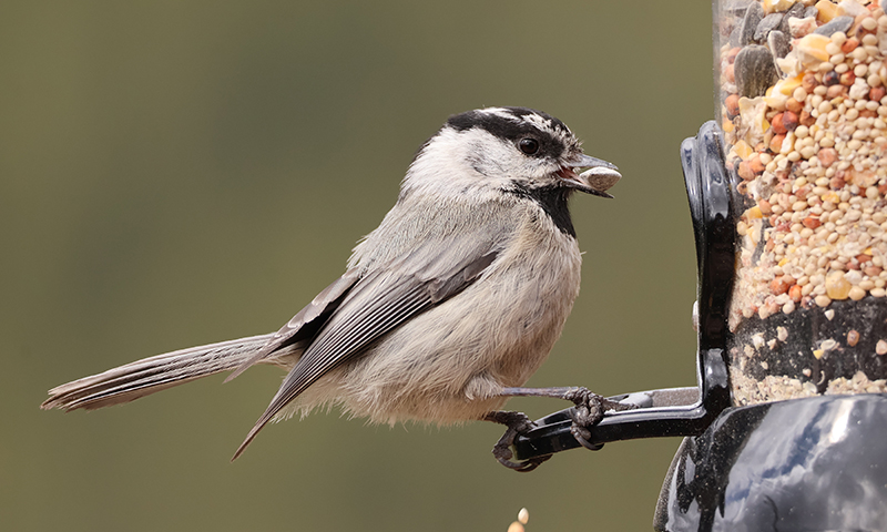 mountain-chickadee