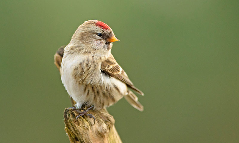 finches-are-simply-amazing