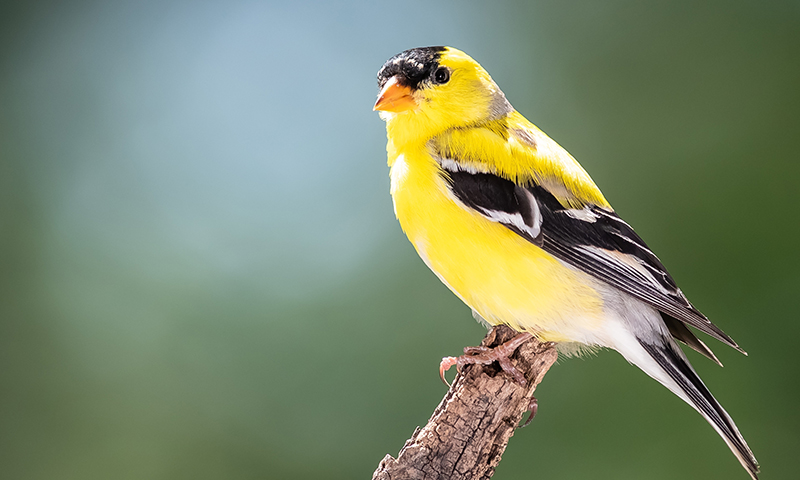 how-to-identify-a-finch