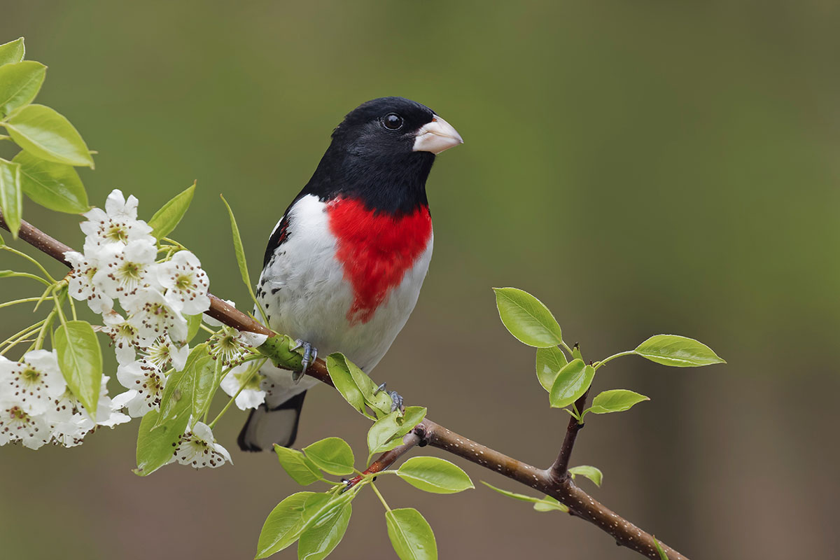 Rose-breasted grosbeak perched on a flowering branch. 