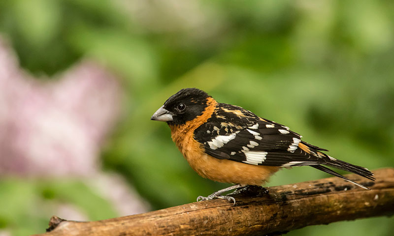 enjoy-birdwatching-grosbeaks