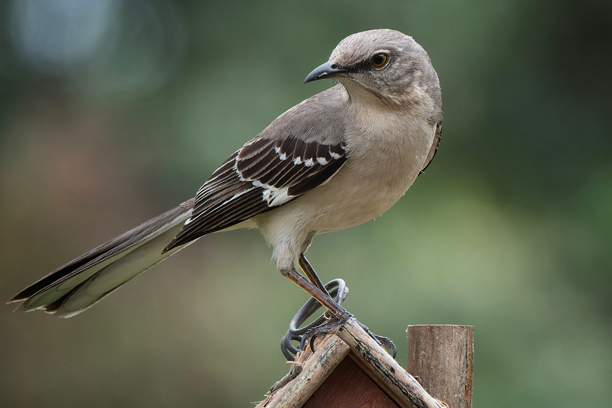 Northern mockingbird perched on top of a birdhouse. 