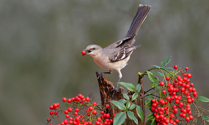how-to-bring-mockingbirds-to-your-backyard