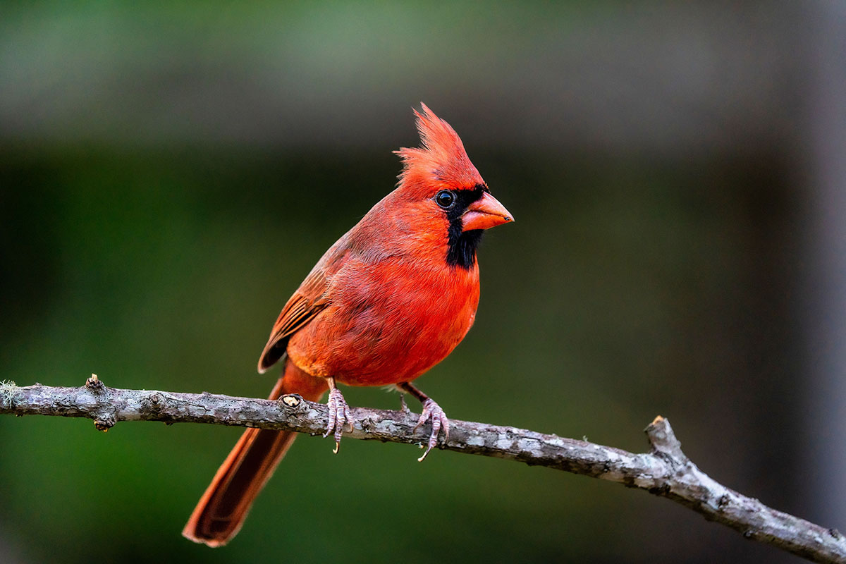 Red cardinals eat fruit rich in carotenoids to keep their feathers bright.