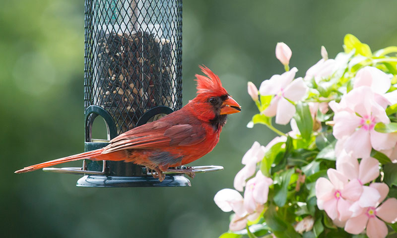 bring-northern-cardinals-to-your-backyard