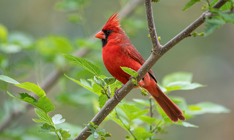 northern-cardinals-are-simply-amazing