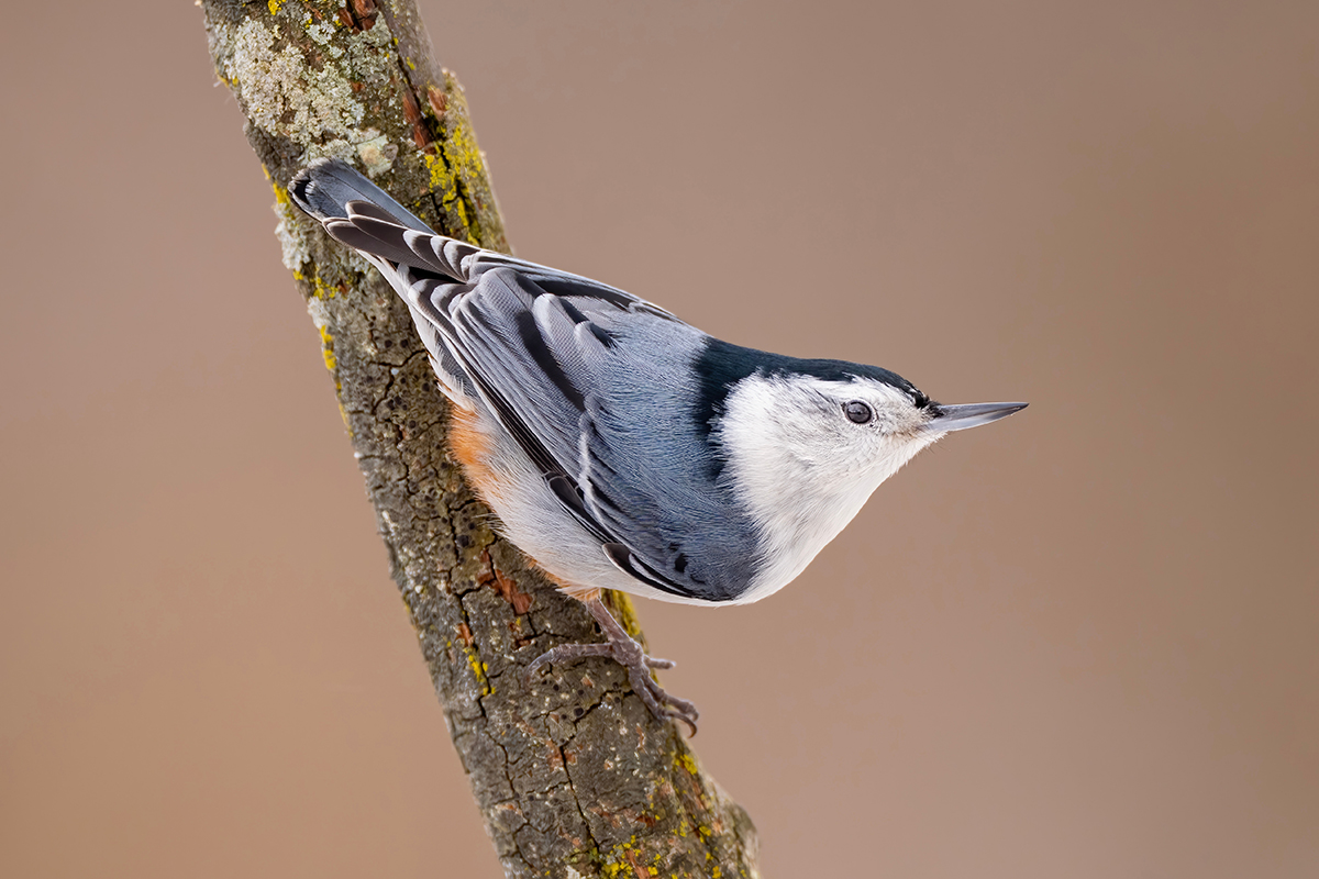 White-breasted nuthatch perched on a branch.
