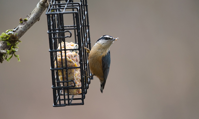 red-breasted-nuthatch-perched-on-cage-bird-feeder