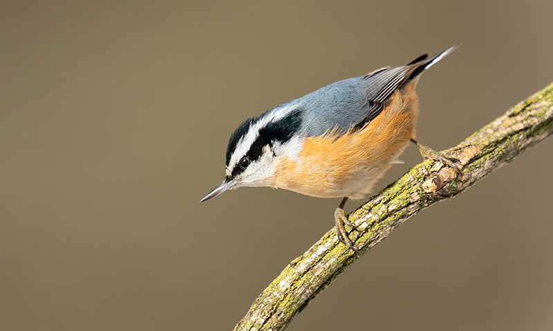 red-breasted-nuthatch