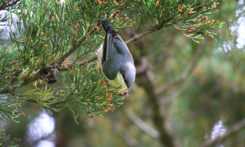white-breasted-nuthatch