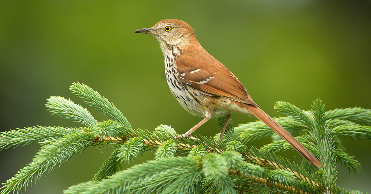 Brown thrasher perched on an evergreen branch