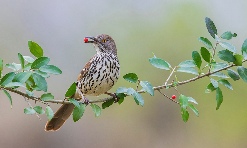 how-to-bring-thrashers-to-your-backyard (1)