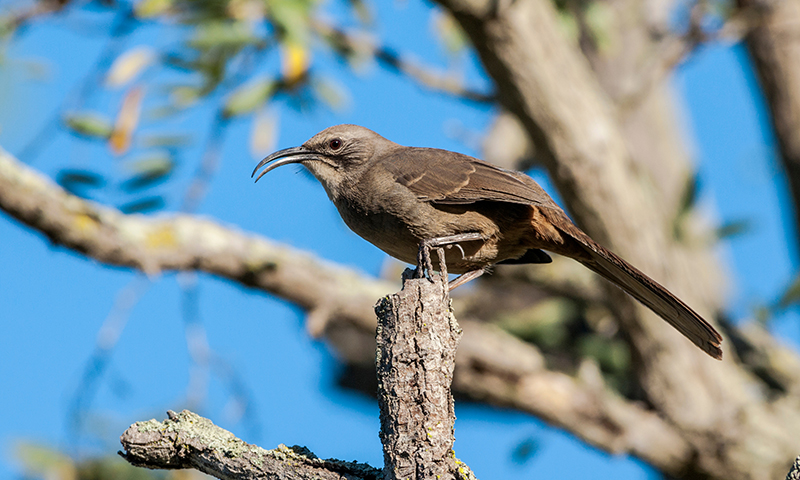 how-to-identify-a-thrasher-and-where-to-spot-them (1)