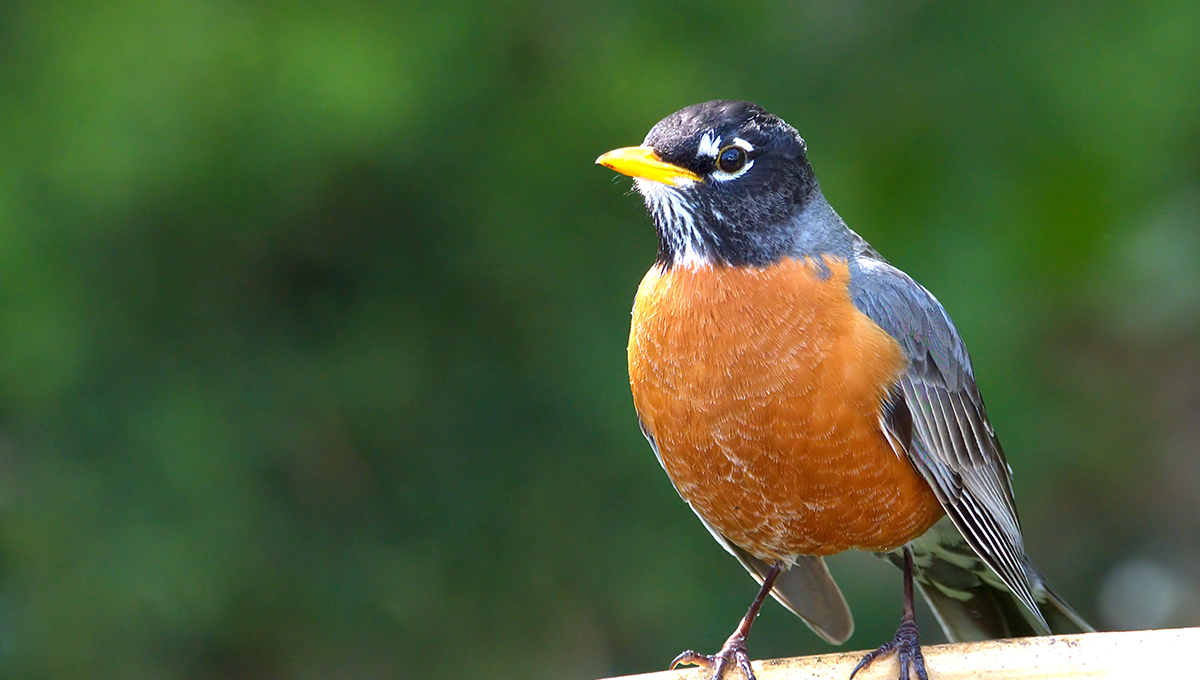 An American robin perched on the rim of a birdbath.