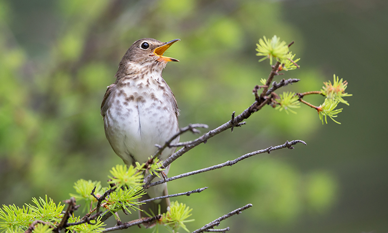 how-to-identify-thrushes