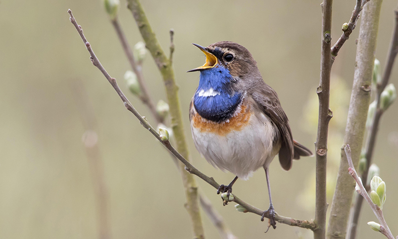 where-to-find-thrushes-in-nature