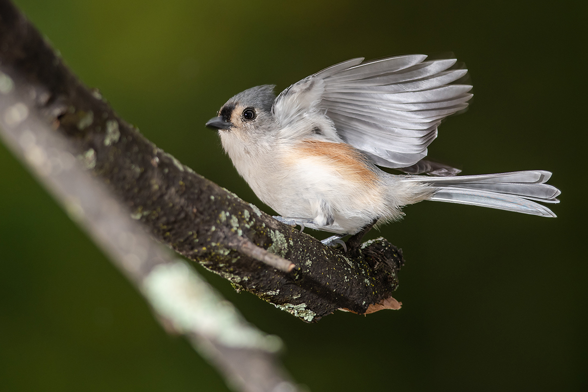 Tufted titmouse preparing for takeoff. 