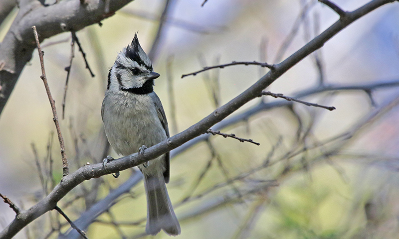 bridled-titmouse