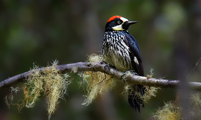acorn-woodpecker