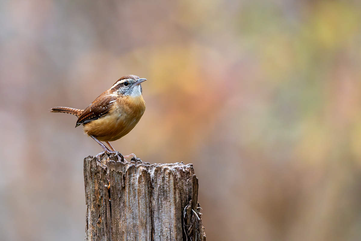Carolina wren perched on a tree stump. 