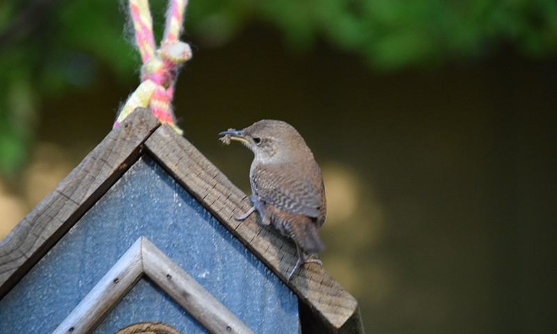northern-house-wren