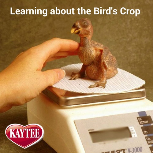 Learning about Bird Crops