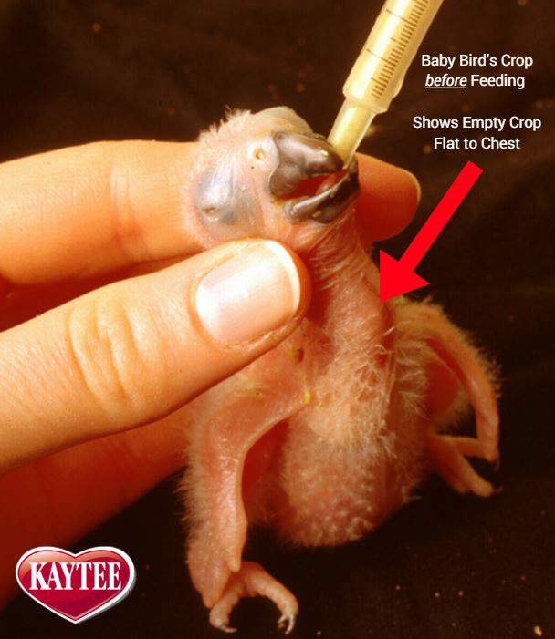 Crop of a Baby Bird