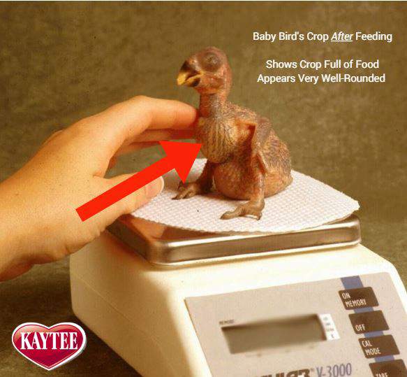 Baby Bird's Crop Full of Food