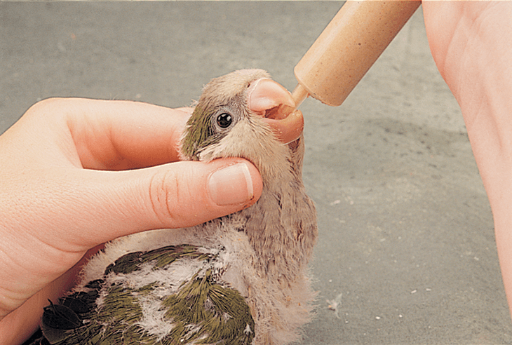 Cat food for deals baby birds