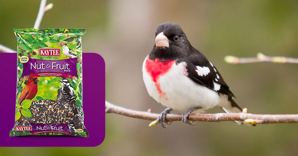 Attract-birds-fall-migration