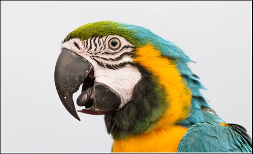 show-your-parrot-love