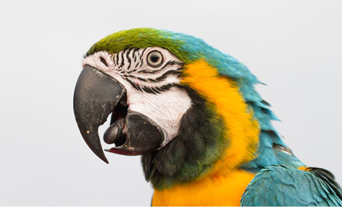 6 Ways to Show Your Pet Parrot Love