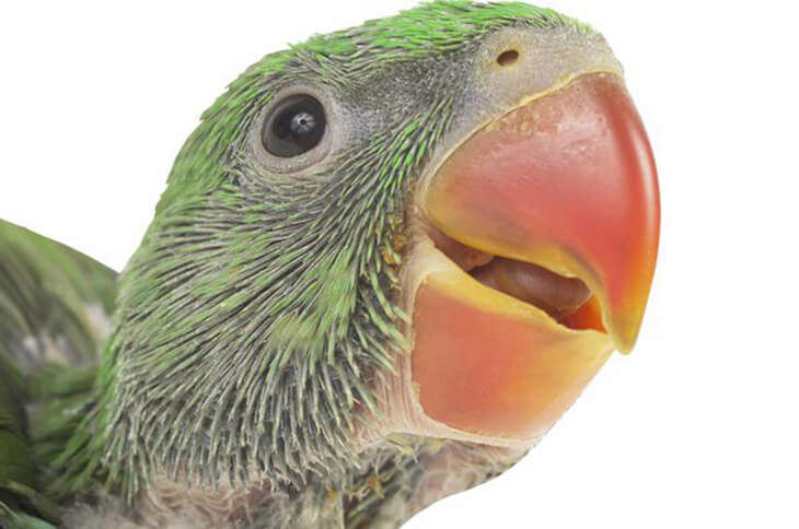 Weaning Baby Birds
