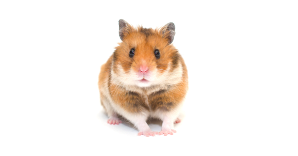 Dwarf Hamster Care Sheet: Food, Habitat & Health