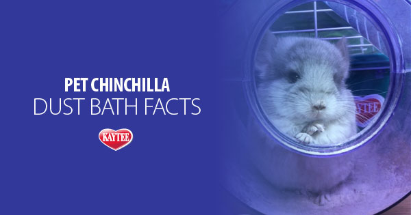 Chinchilla Dust Bath Facts
