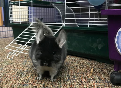 Chinchilla Dust Baths