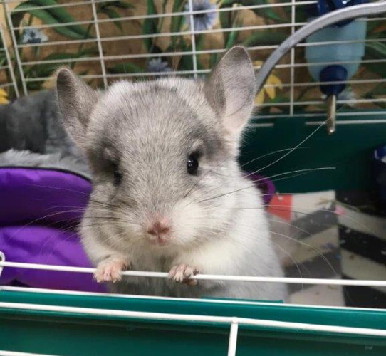 Chinchilla dust sales