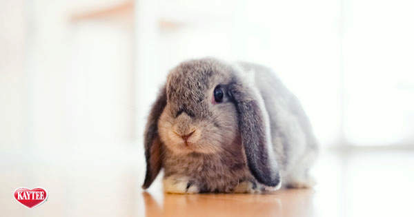 Understand Your Pet Bunny's Behavior