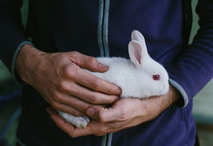 Understand Your Pet Bunny's Behavior | Kaytee Pets
