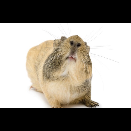 Guinea Pig Noises