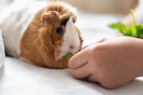 Kaytee How To Bond With Your Small Animal Blog