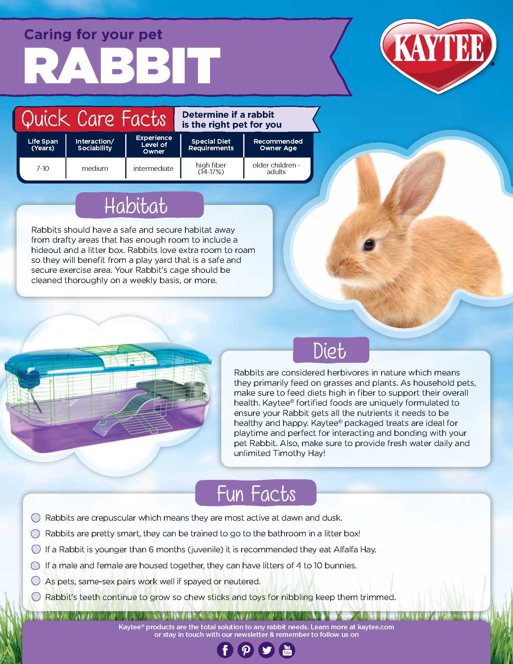 How Do Rabbits Exercise?, Rabbit Hutches, Rabbits, Guide